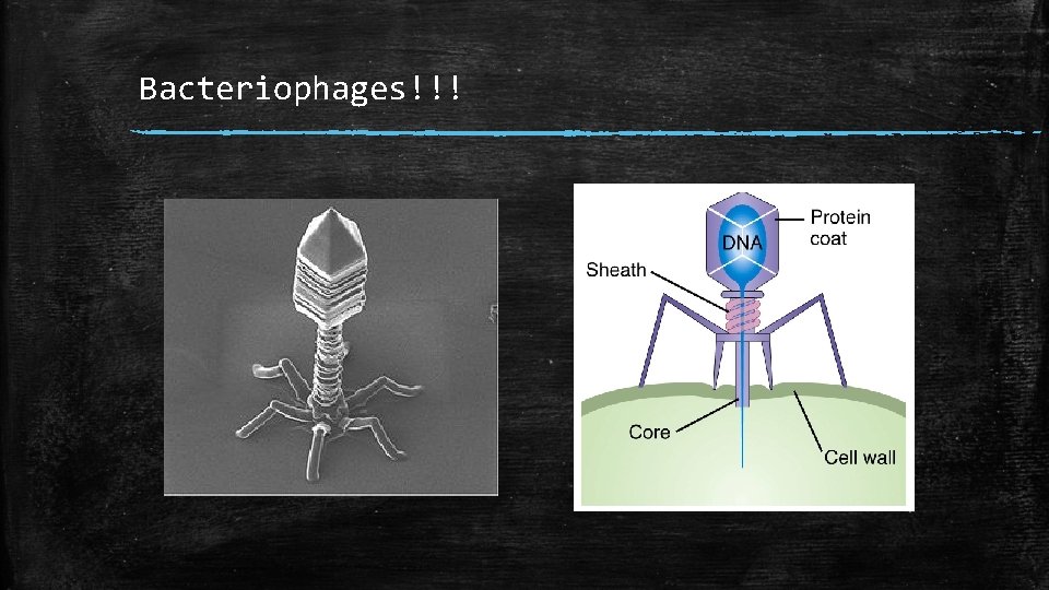 Bacteriophages!!! 