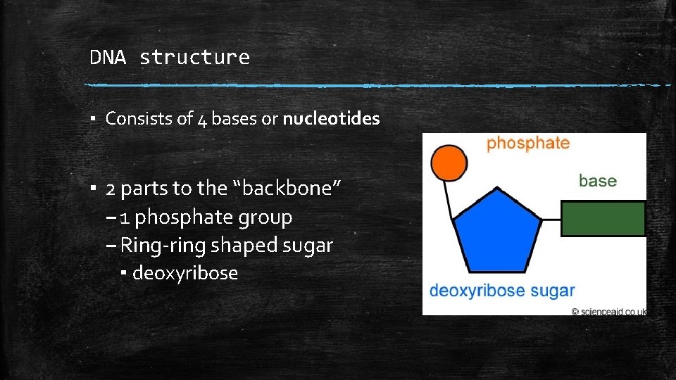 DNA structure ▪ Consists of 4 bases or nucleotides ▪ 2 parts to the