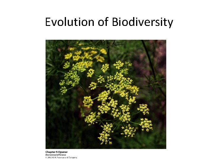 Evolution of Biodiversity 