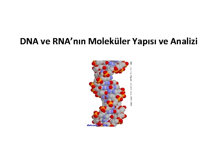 DNA ve RNA’nın Moleküler Yapısı ve Analizi 