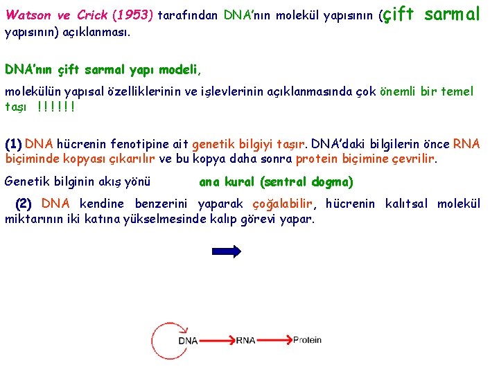 Watson ve Crick (1953) tarafından DNA’nın molekül yapısının (çift yapısının) açıklanması. sarmal DNA’nın çift