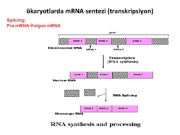 ökaryotlarda m. RNA sentezi (transkripsiyon) Splicing; Pre-m. RNA olgun m. RNA 