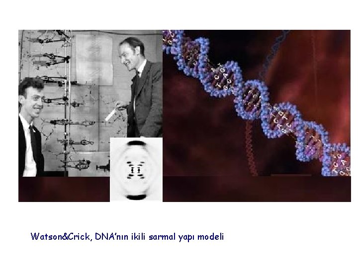 Watson&Crick, DNA’nın ikili sarmal yapı modeli 