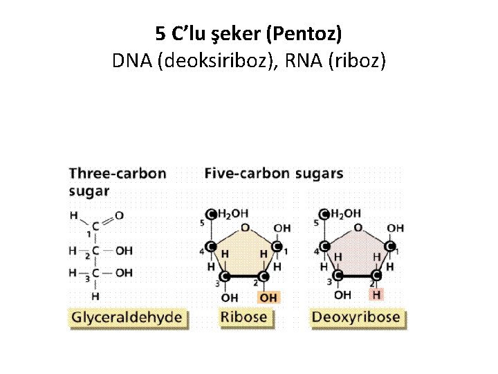 5 C’lu şeker (Pentoz) DNA (deoksiriboz), RNA (riboz) 