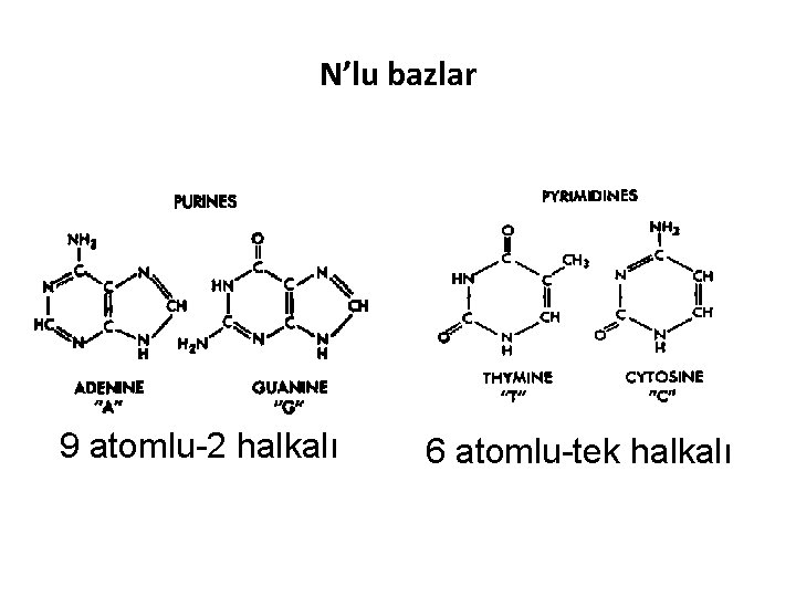 N’lu bazlar 9 atomlu-2 halkalı 6 atomlu-tek halkalı 