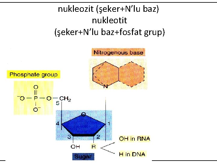 nukleozit (şeker+N’lu baz) nukleotit (şeker+N’lu baz+fosfat grup) 