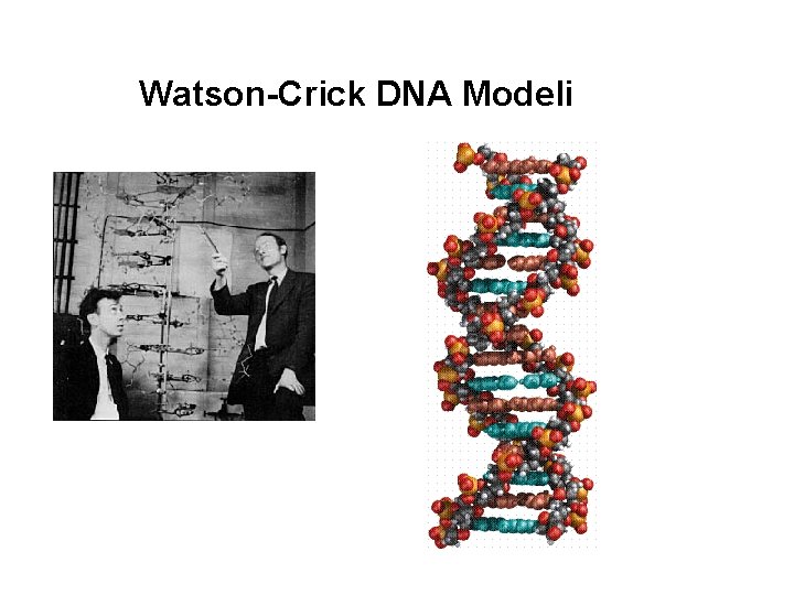 Watson-Crick DNA Modeli 