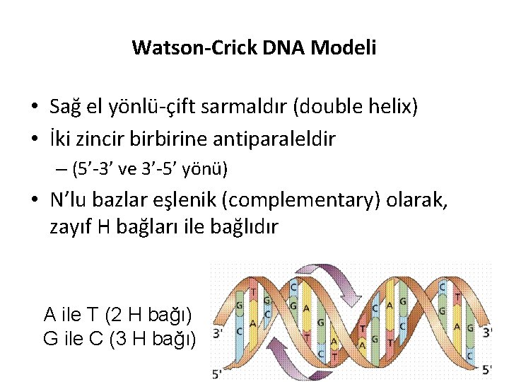 Watson-Crick DNA Modeli • Sağ el yönlü-çift sarmaldır (double helix) • İki zincir birbirine