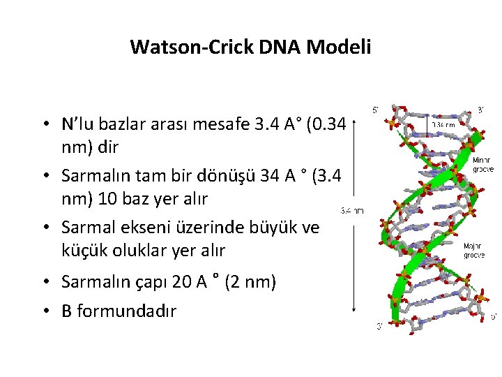 Watson-Crick DNA Modeli • N’lu bazlar arası mesafe 3. 4 A° (0. 34 nm)