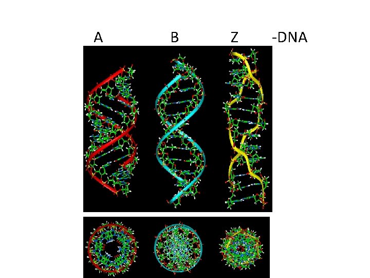 A B Z -DNA 