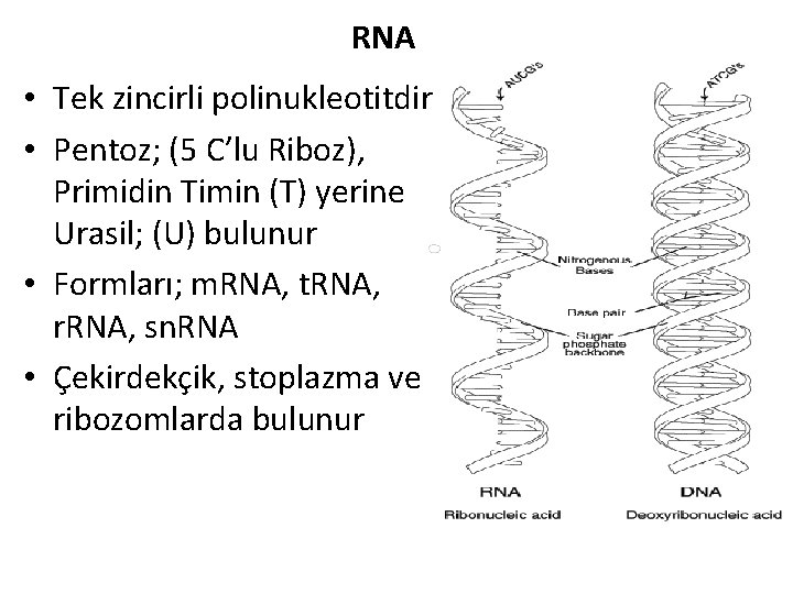 RNA • Tek zincirli polinukleotitdir • Pentoz; (5 C’lu Riboz), Primidin Timin (T) yerine