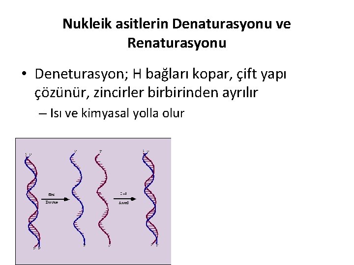 Nukleik asitlerin Denaturasyonu ve Renaturasyonu • Deneturasyon; H bağları kopar, çift yapı çözünür, zincirler