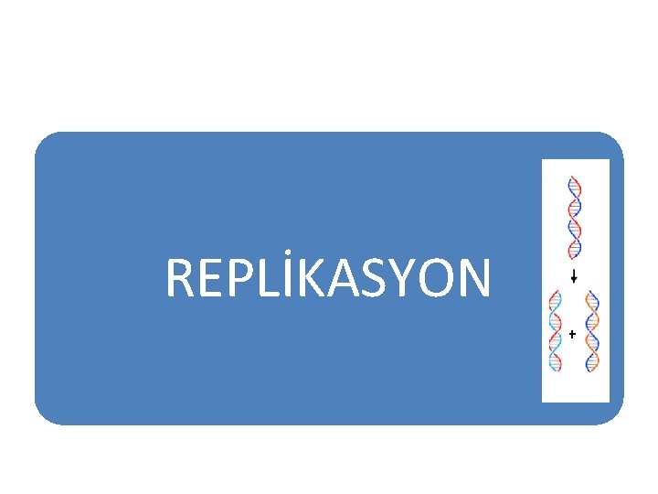REPLİKASYON 