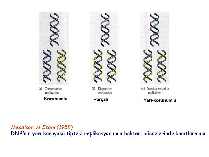 Replikasyon modelleri Meselson ve Stahl (1958) DNA’nın yarı koruyucu tipteki replikasyonunun bakteri hücrelerinde kanıtlanması