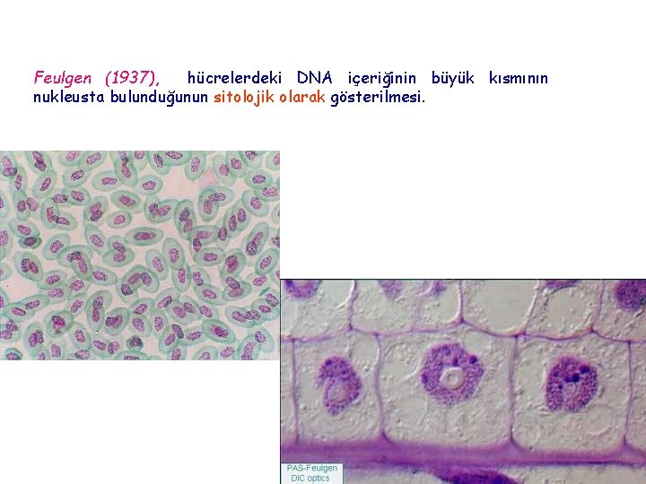 Feulgen (1937), hücrelerdeki DNA içeriğinin büyük kısmının nukleusta bulunduğunun sitolojik olarak gösterilmesi. 