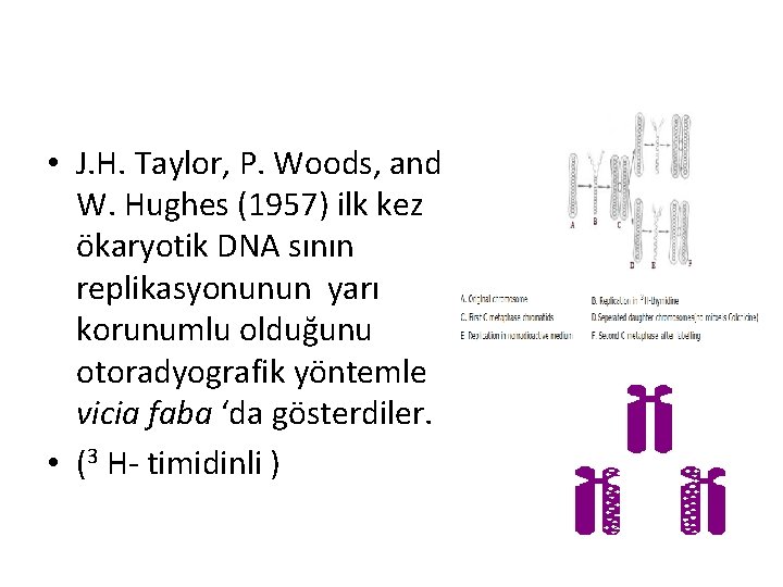  • J. H. Taylor, P. Woods, and W. Hughes (1957) ilk kez ökaryotik