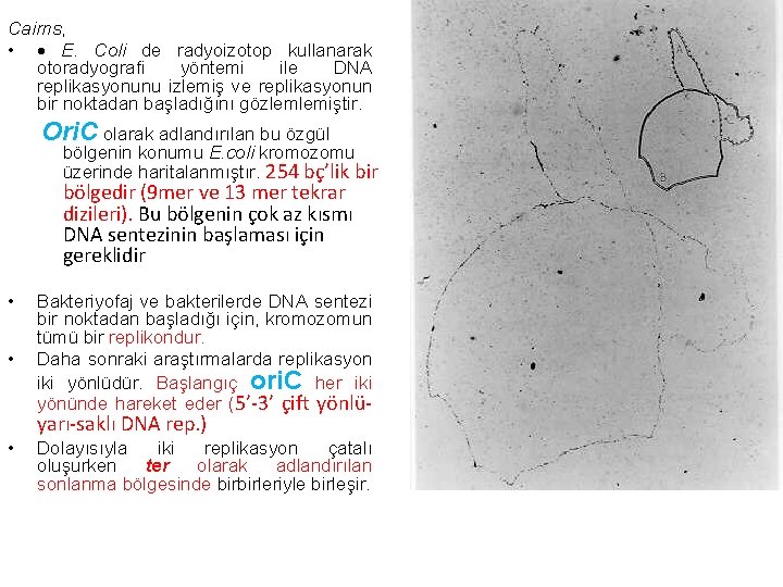 Cairns, • E. Coli de radyoizotop kullanarak otoradyografi yöntemi ile DNA replikasyonunu izlemiş ve