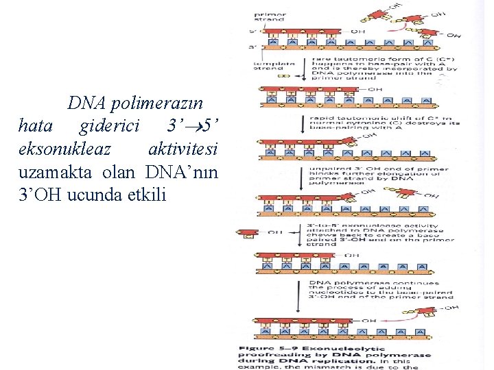 DNA polimerazın hata giderici 3’ 5’ eksonukleaz aktivitesi uzamakta olan DNA’nın 3’OH ucunda etkili