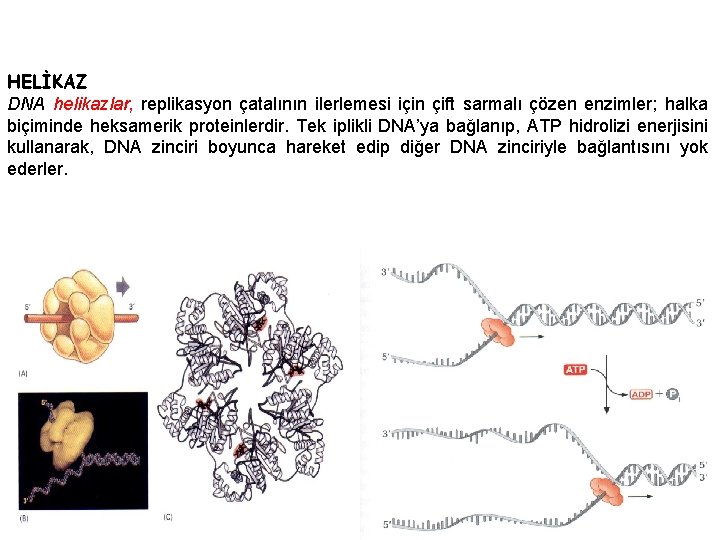 HELİKAZ DNA helikazlar, replikasyon çatalının ilerlemesi için çift sarmalı çözen enzimler; halka biçiminde heksamerik