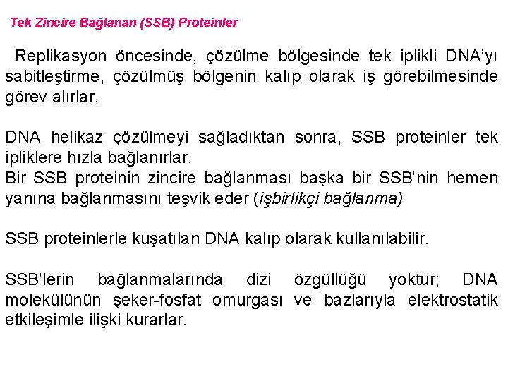 Tek Zincire Bağlanan (SSB) Proteinler Replikasyon öncesinde, çözülme bölgesinde tek iplikli DNA’yı sabitleştirme, çözülmüş