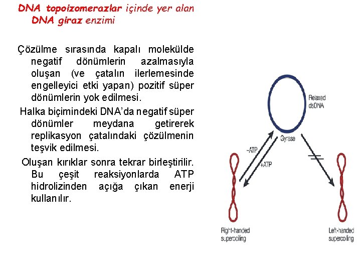 DNA topoizomerazlar içinde yer alan DNA giraz enzimi Çözülme sırasında kapalı molekülde negatif dönümlerin