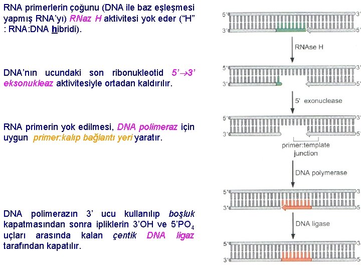 RNA primerlerin çoğunu (DNA ile baz eşleşmesi yapmış RNA’yı) RNaz H aktivitesi yok eder