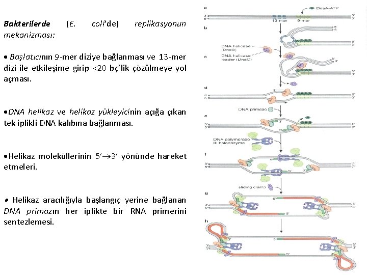 Bakterilerde mekanizması: (E. coli’de) replikasyonun Başlatıcının 9 -mer diziye bağlanması ve 13 -mer dizi