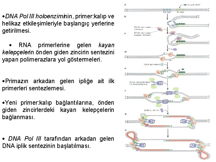  DNA Pol III holoenziminin, primer: kalıp ve helikaz etkileşimleriyle başlangıç yerlerine getirilmesi. RNA