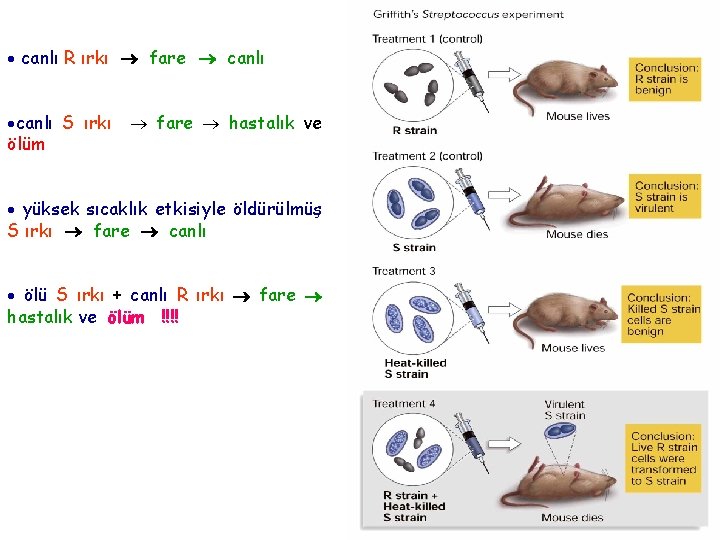  canlı R ırkı fare canlı S ırkı fare hastalık ve ölüm yüksek sıcaklık