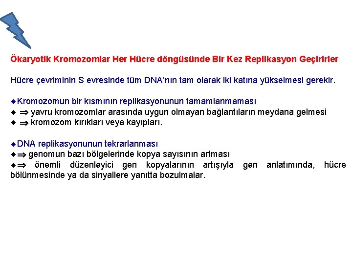 Ökaryotik Kromozomlar Her Hücre döngüsünde Bir Kez Replikasyon Geçirirler Hücre çevriminin S evresinde tüm