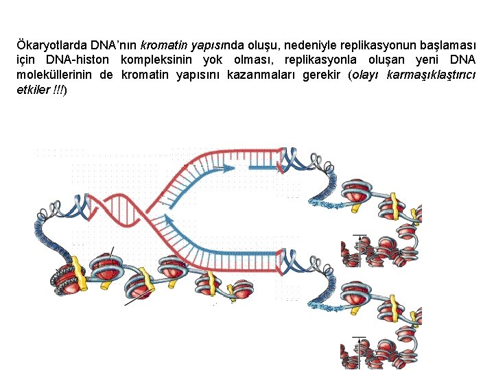 Ökaryotlarda DNA’nın kromatin yapısında oluşu, nedeniyle replikasyonun başlaması için DNA-histon kompleksinin yok olması, replikasyonla