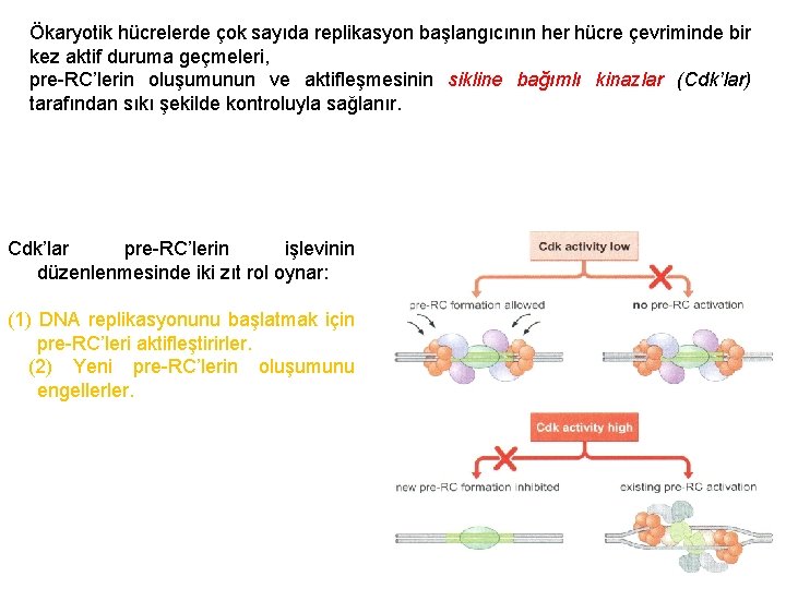 Ökaryotik hücrelerde çok sayıda replikasyon başlangıcının her hücre çevriminde bir kez aktif duruma geçmeleri,