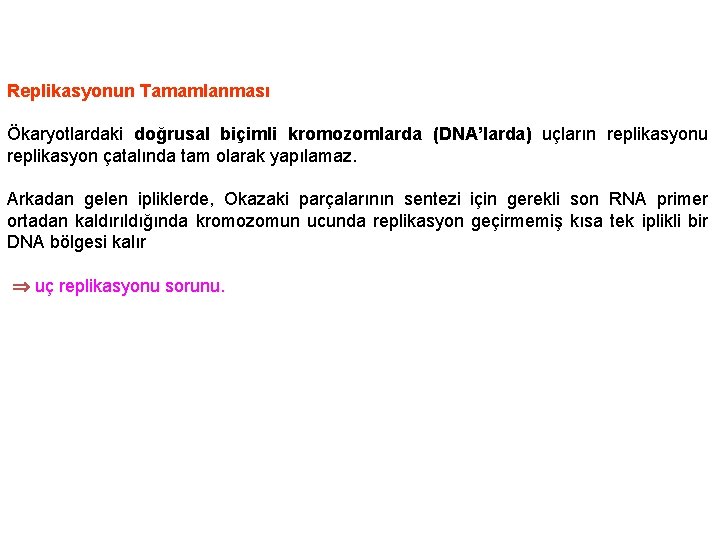 Replikasyonun Tamamlanması Ökaryotlardaki doğrusal biçimli kromozomlarda (DNA’larda) uçların replikasyonu replikasyon çatalında tam olarak yapılamaz.