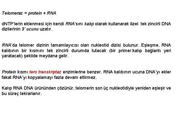 Telomeraz = protein + RNA d. NTP’lerin eklenmesi için kendi RNA’sını kalıp olarak kullanarak