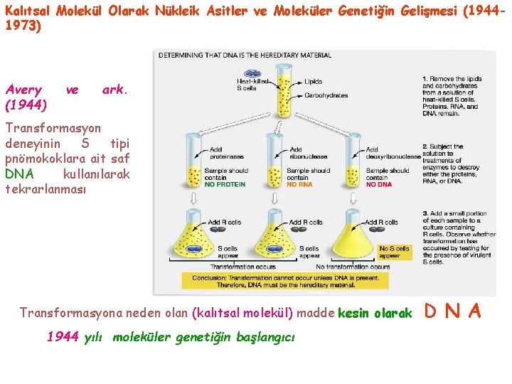 Kalıtsal Molekül Olarak Nükleik Asitler ve Moleküler Genetiğin Gelişmesi (19441973) Avery (1944) ve ark.