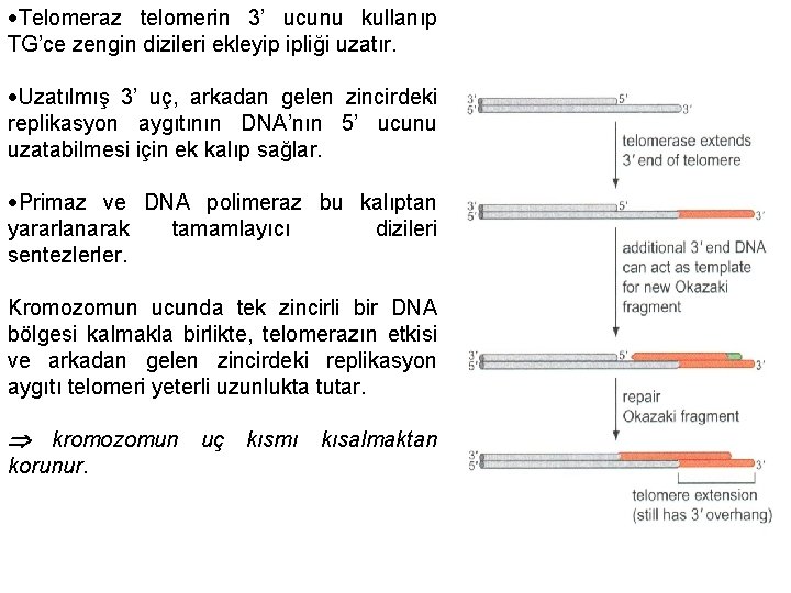  Telomeraz telomerin 3’ ucunu kullanıp TG’ce zengin dizileri ekleyip ipliği uzatır. Uzatılmış 3’