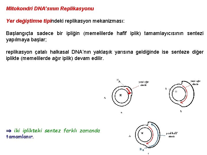 Mitokondri DNA’sının Replikasyonu Yer değiştirme tipindeki replikasyon mekanizması: Başlangıçta sadece bir ipliğin (memelilerde hafif
