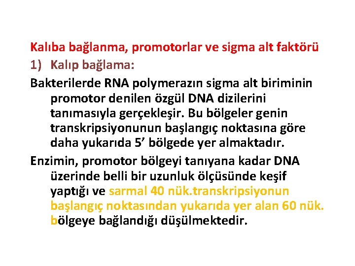 Kalıba bağlanma, promotorlar ve sigma alt faktörü 1) Kalıp bağlama: Bakterilerde RNA polymerazın sigma