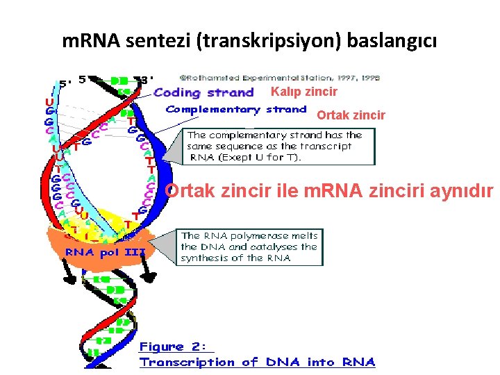 m. RNA sentezi (transkripsiyon) baslangıcı Kalıp zincir Ortak zincir ile m. RNA zinciri aynıdır
