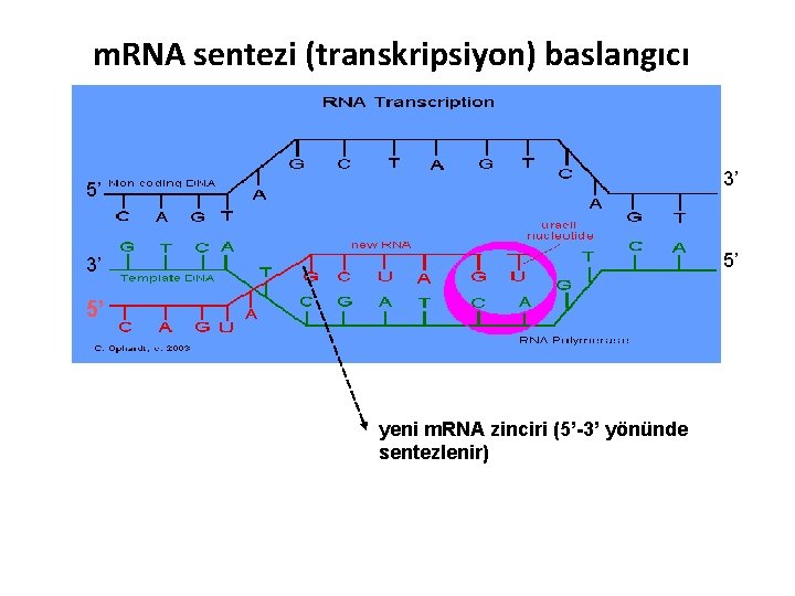 m. RNA sentezi (transkripsiyon) baslangıcı 3’ 5’ 5’ 3’ 5’ yeni m. RNA zinciri