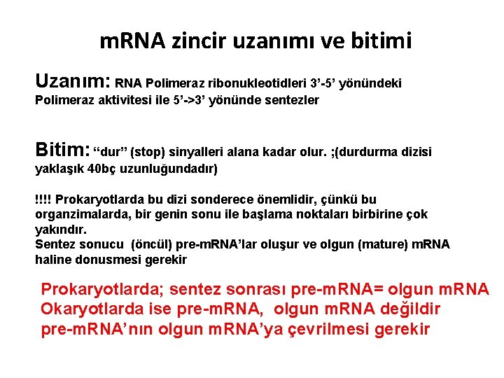 m. RNA zincir uzanımı ve bitimi Uzanım: RNA Polimeraz ribonukleotidleri 3’-5’ yönündeki Polimeraz aktivitesi