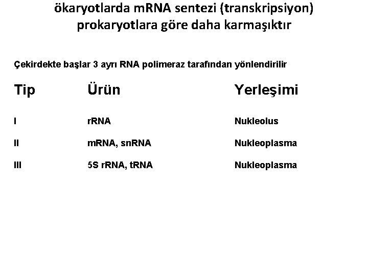 ökaryotlarda m. RNA sentezi (transkripsiyon) prokaryotlara göre daha karmaşıktır Çekirdekte başlar 3 ayrı RNA