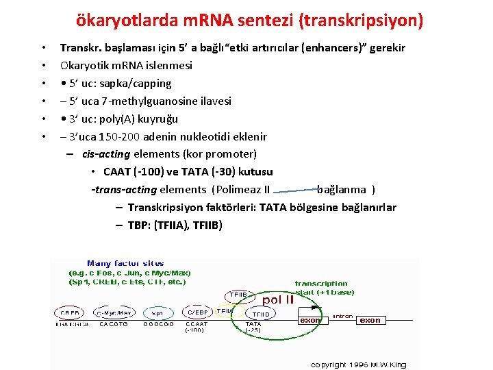 ökaryotlarda m. RNA sentezi (transkripsiyon) • • • Transkr. başlaması için 5’ a bağlı“etki