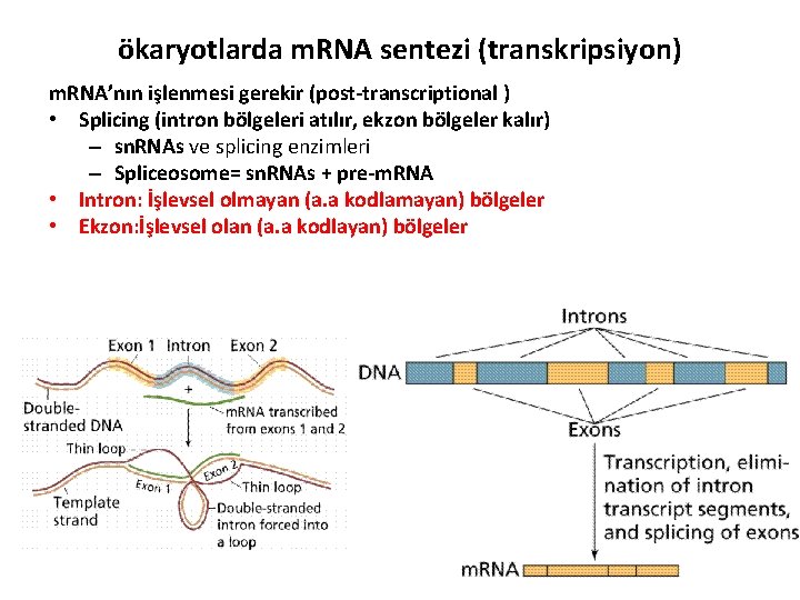 ökaryotlarda m. RNA sentezi (transkripsiyon) m. RNA’nın işlenmesi gerekir (post-transcriptional ) • Splicing (intron