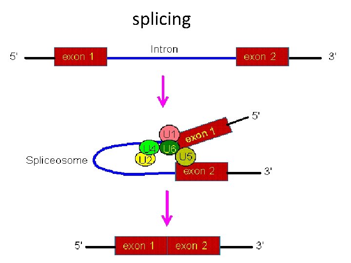 splicing 