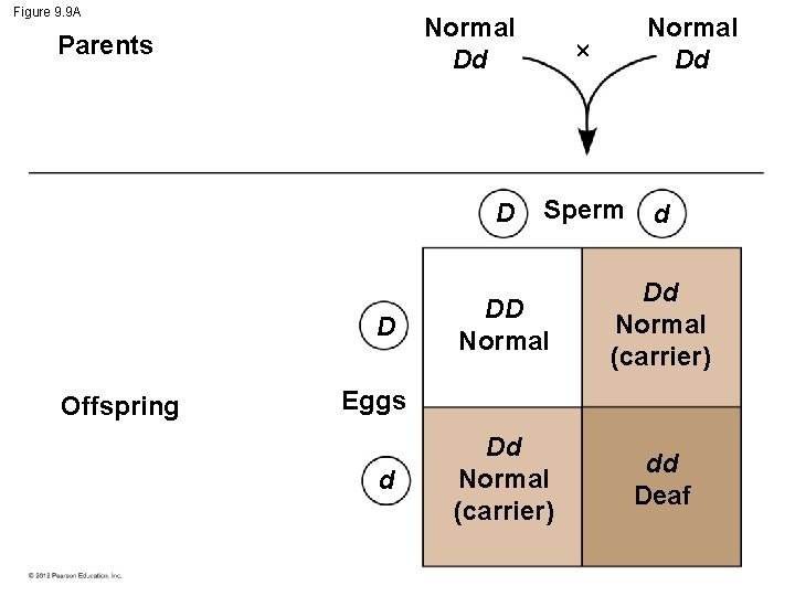 Figure 9. 9 A Normal Dd Parents D D Offspring Normal Dd Sperm d