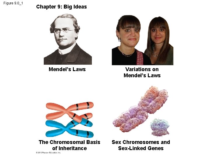 Figure 9. 0_1 Chapter 9: Big Ideas Mendel’s Laws The Chromosomal Basis of Inheritance