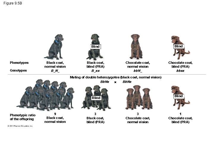 Figure 9. 5 B Blind Phenotypes Genotypes Black coat, normal vision B_N_ Black coat,