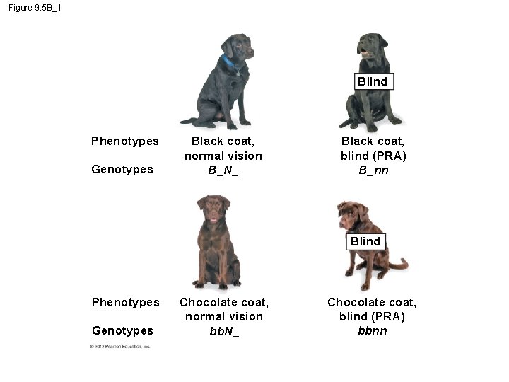 Figure 9. 5 B_1 Blind Phenotypes Genotypes Black coat, normal vision B_N_ Black coat,