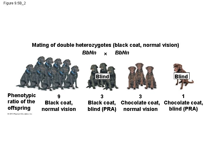 Figure 9. 5 B_2 Mating of double heterozygotes (black coat, normal vision) Bb. Nn